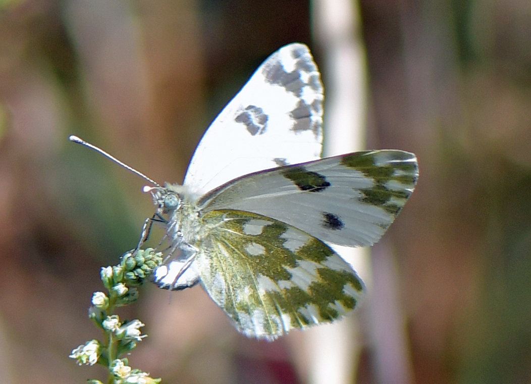 Pontia edusa(Eiablage)