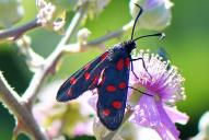 Zygaena transalpina