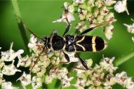 Clytus arietis