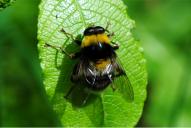 Sericomyia (Arctophila) bombiformis