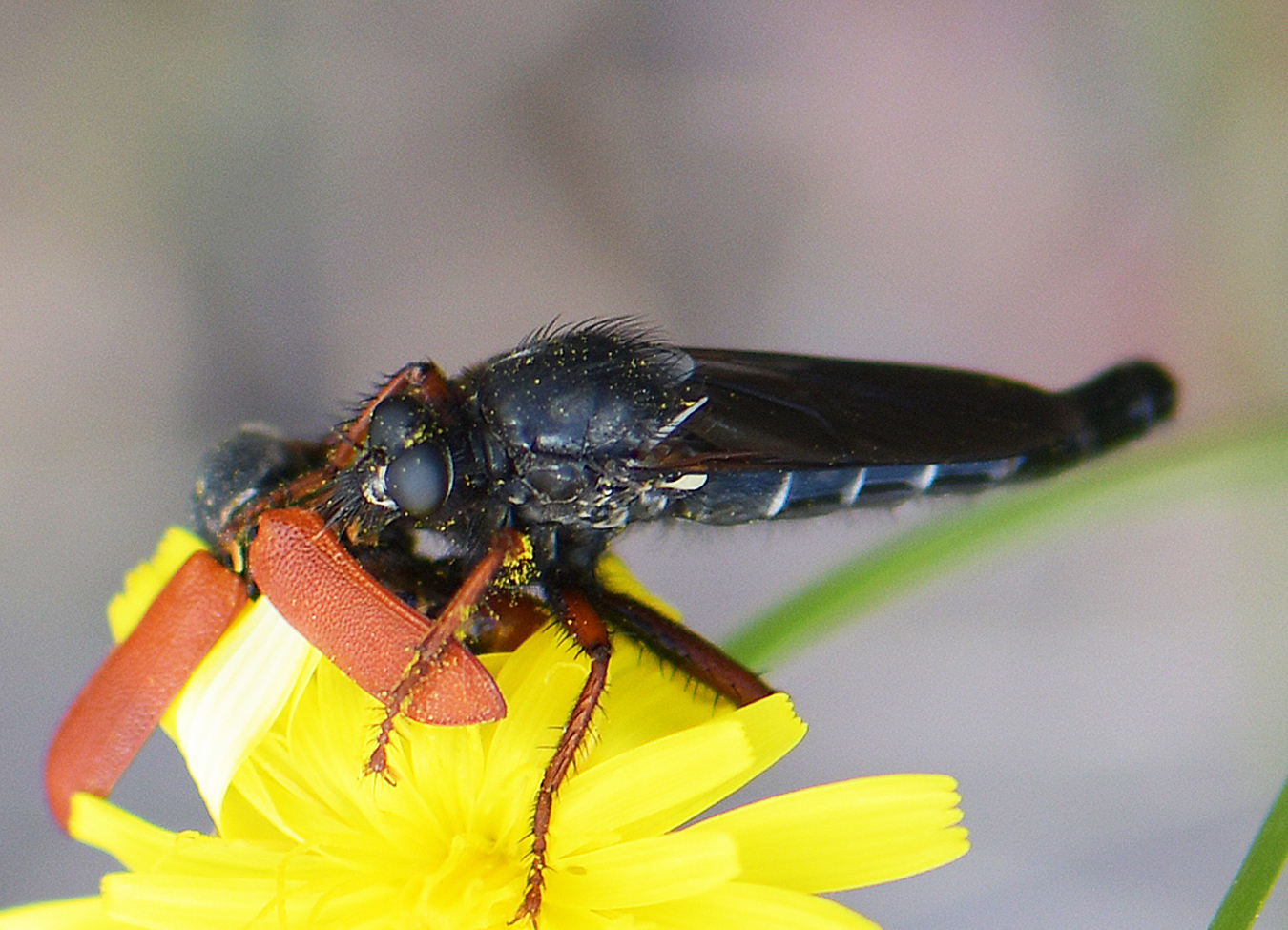 Stenopogon coracinus