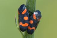 Cercopis sanguinolenta(Copula)