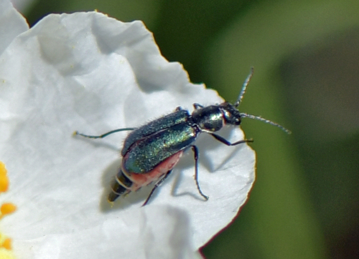 Clanoptilus affinis