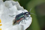Clanoptilus affinis