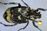 Valgus hemipterus(2025/C0362)