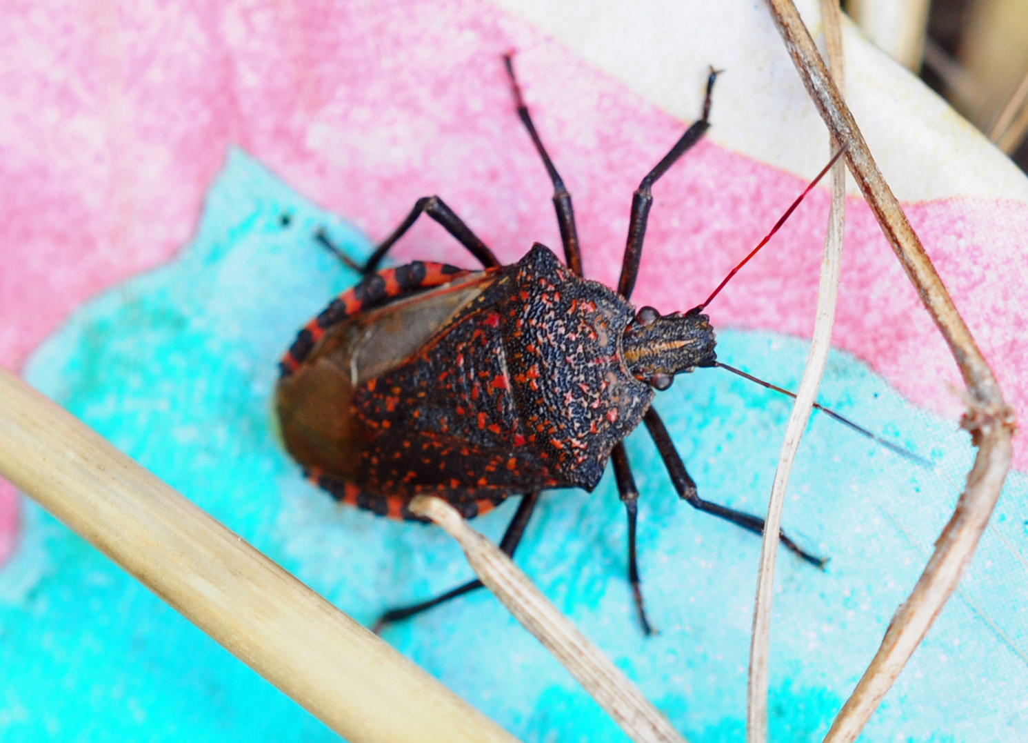 Apodiphus amygdali