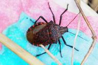 Apodiphus amygdali