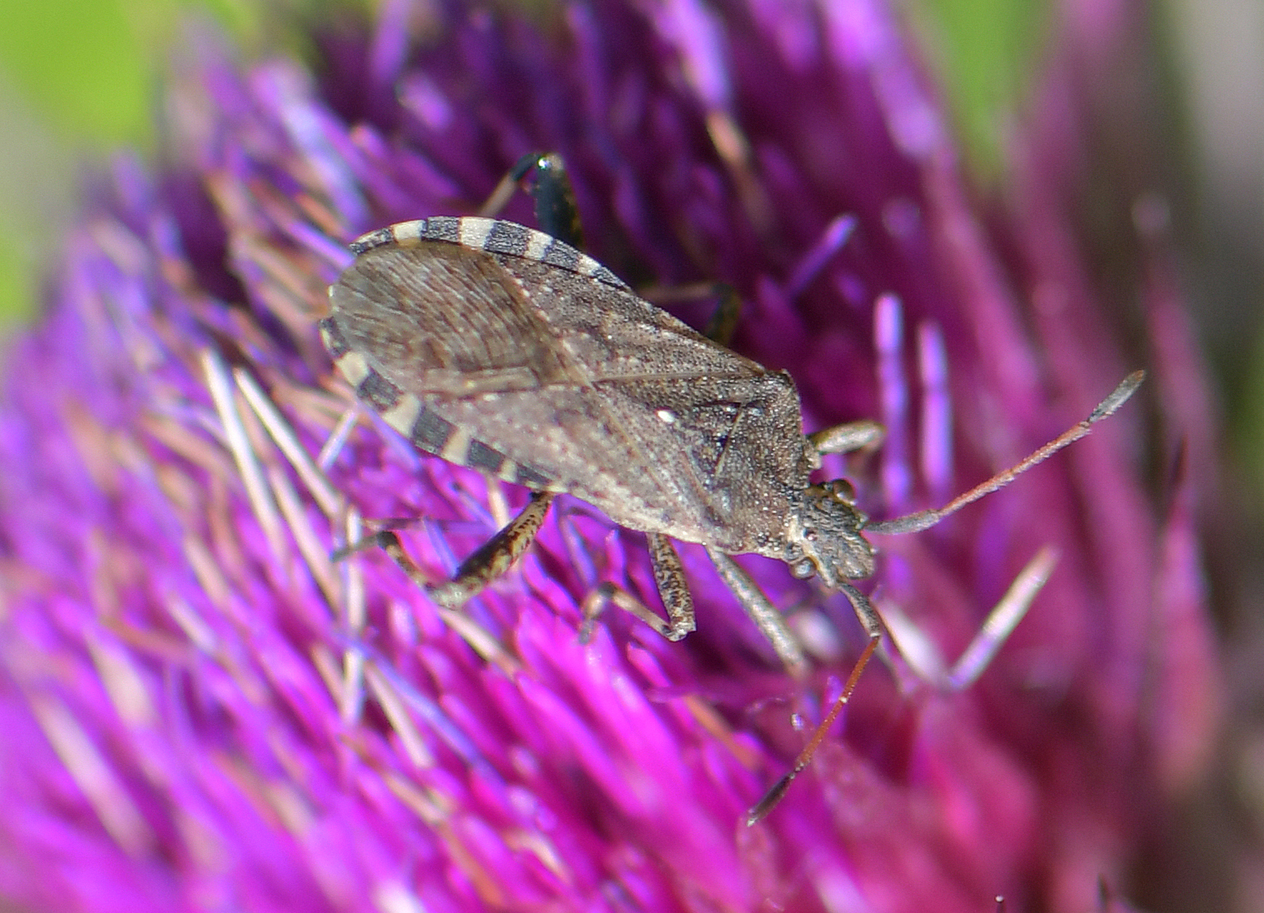 Ceraleptus gracilicornis