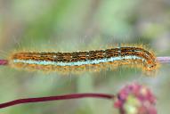 Malacosoma castrensis (Raupe)(cf)