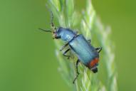 Malachius bipustulatus