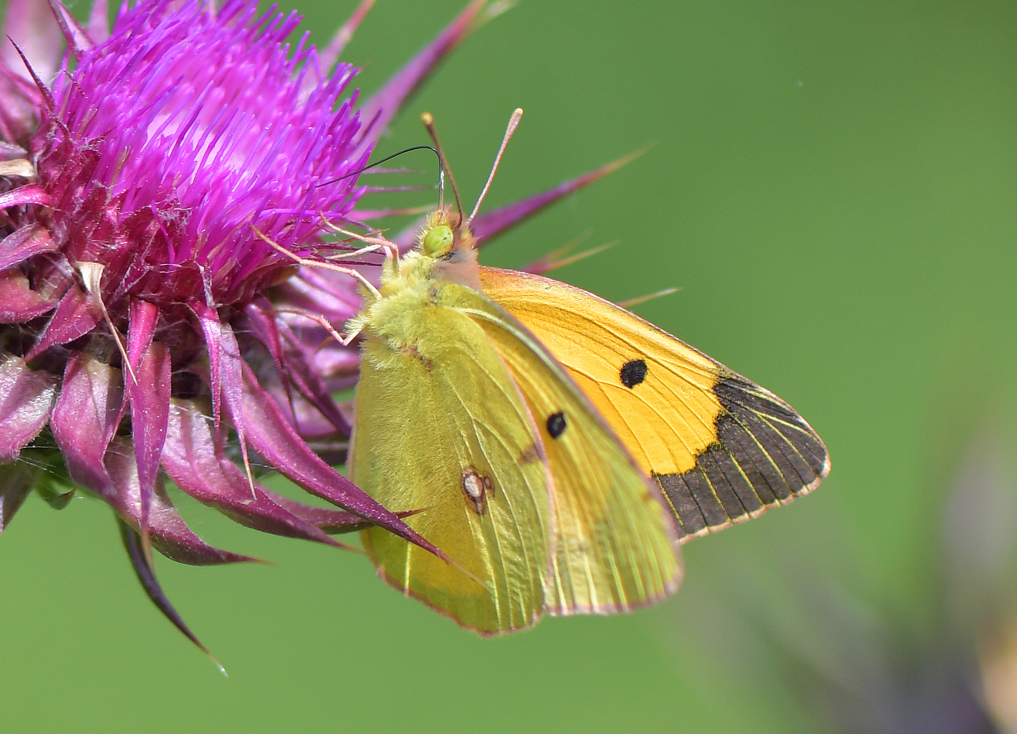 Colias croceus