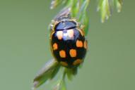 Propylea quatuordecimpunctata