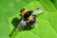 Sericomyia (Arctophila) bombiformis