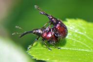 Tatianaerhynchites aequatus(Kopula)