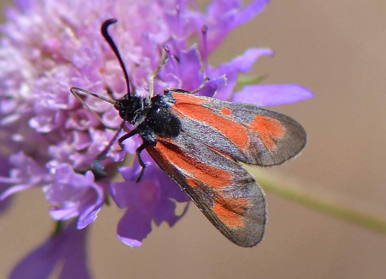 Zygaena punctum
