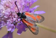 Zygaena punctum