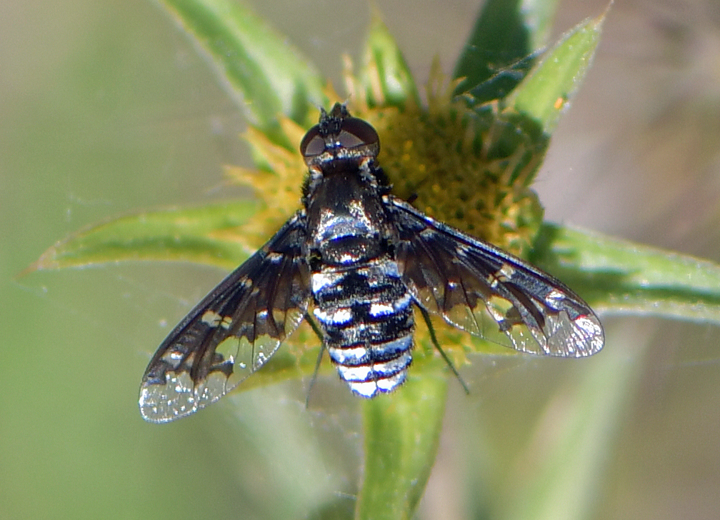 Exoprosopa jacchus