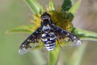 Exoprosopa jacchus