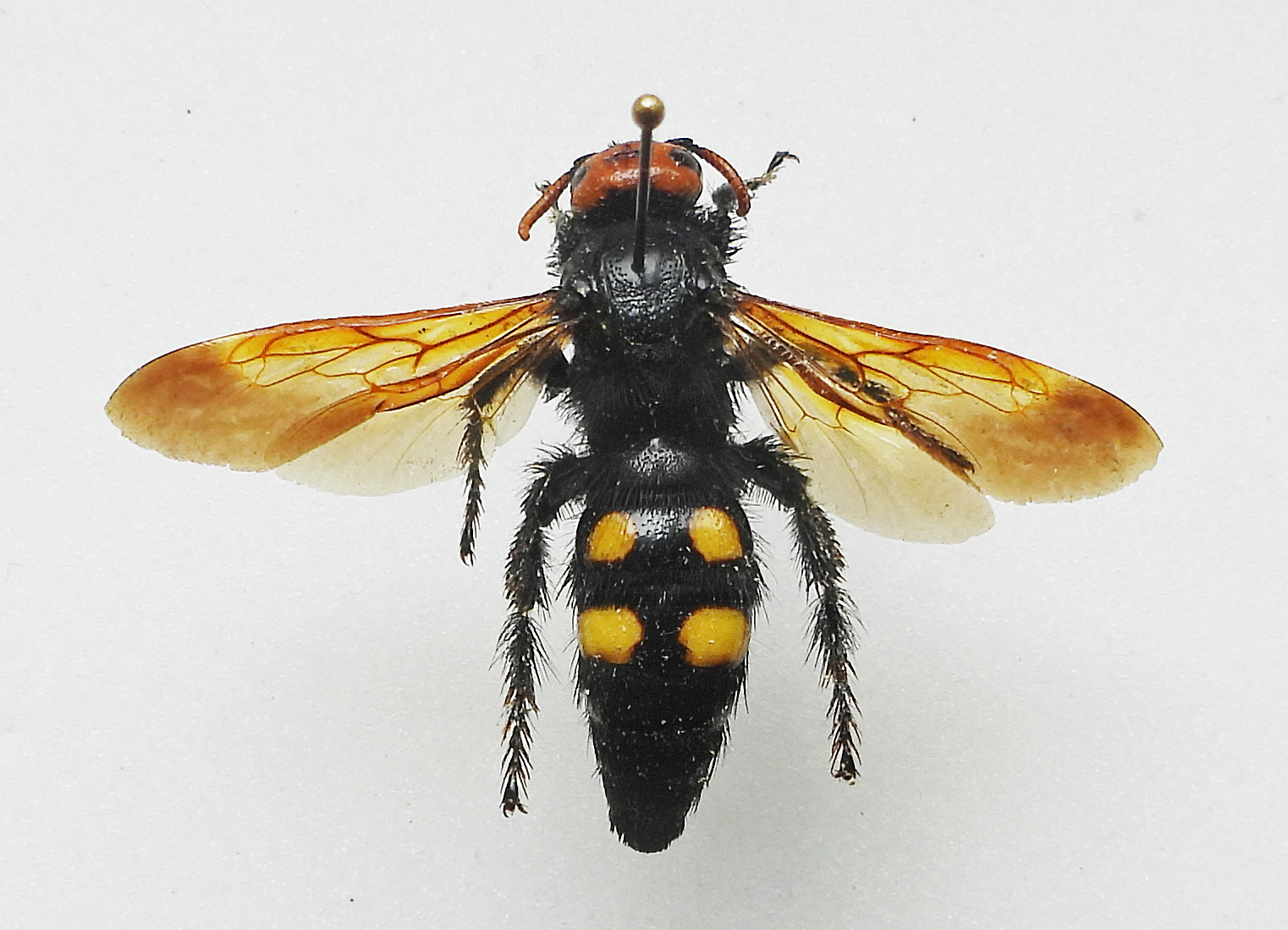 Regiscolia bidens(♀)