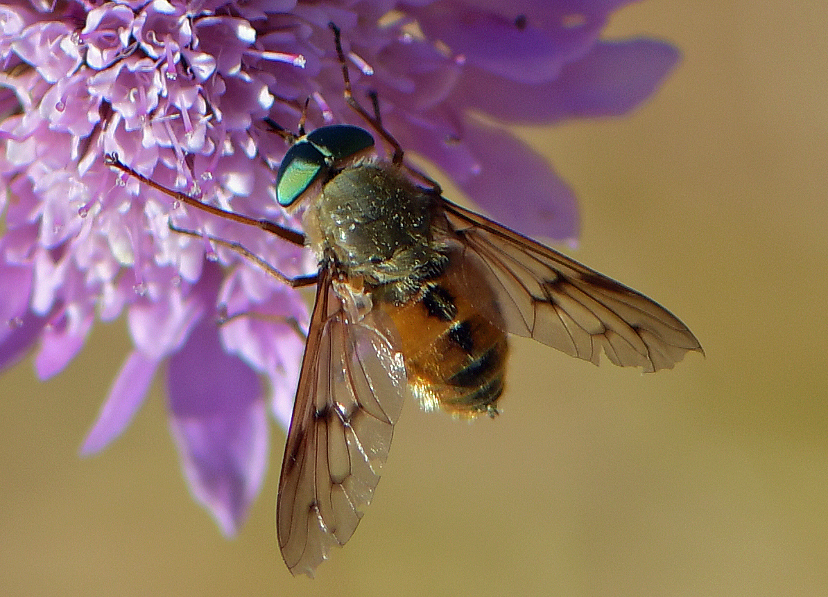 Pangonius spec.(cf variegatus)