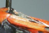 Lygaeus simulans(behaartes Scutellum)