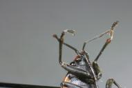 Lygaeus simulans(Fühlerhöcker)