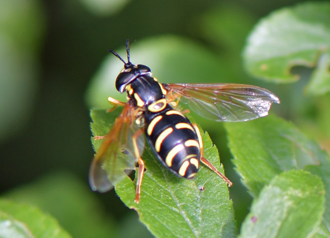 Chrysotoxum festivum(cf)