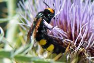 Regiscolia maculata flavifrons