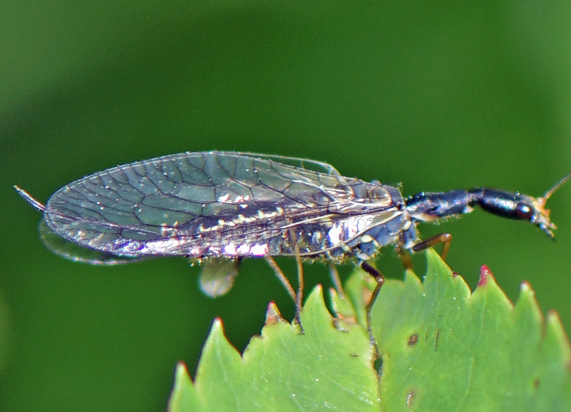 Raphidioptera spec