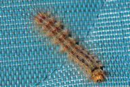 Lymantria dispar(Raupe)