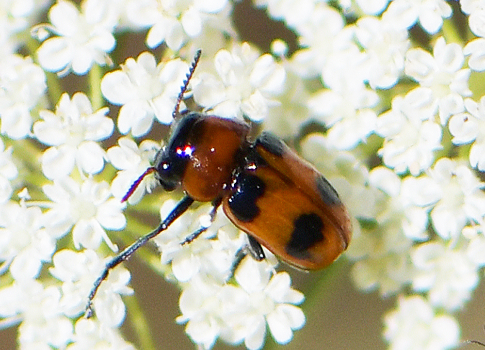 Coptocephala(cf scopolina kuesteri)