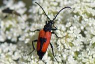 Stictoleptura cordigera