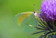 Gonepteryx cleopatra