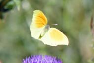 Gonepteryx cleopatra(♂)