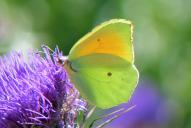 Gonepteryx cleopatra(♂)