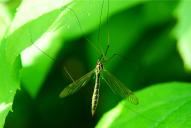 Nephrotoma appendiculata