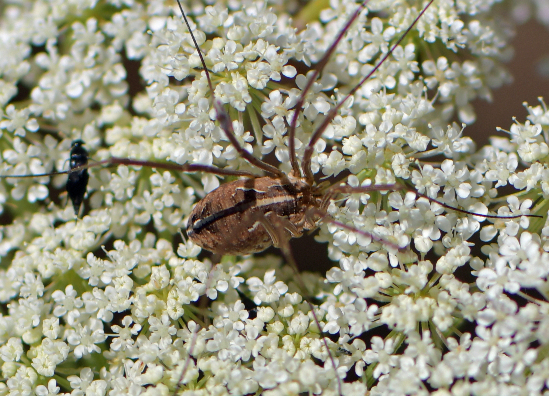 Metaphalangium cirtanum