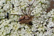 Metaphalangium cirtanum