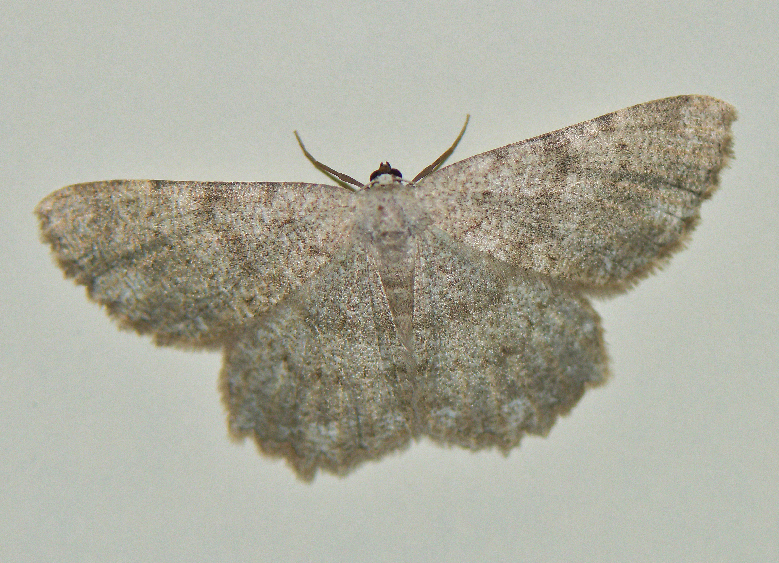 Dicrognophos sartata