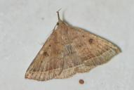 Polypogon plumigeralis