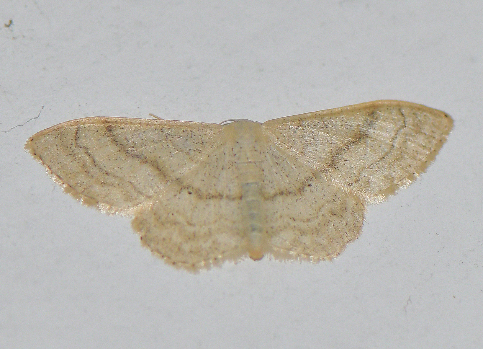 Idaea deversaria