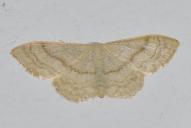 Idaea deversaria