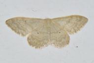 Idaea deversaria