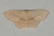 Scopula imitaria