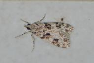 Eudonia delunella