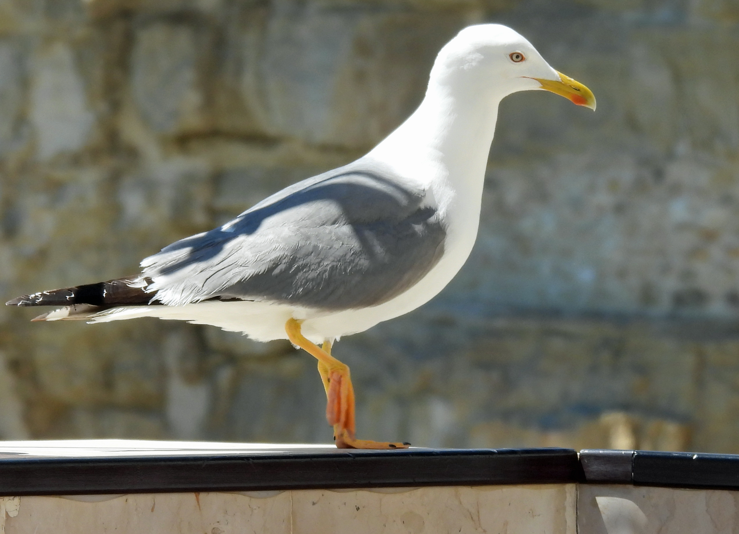 Larus michahellis