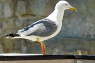 Larus michahellis