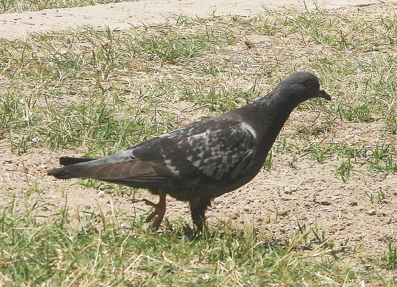 Columba livia var. domestica