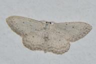 Idaea seriata