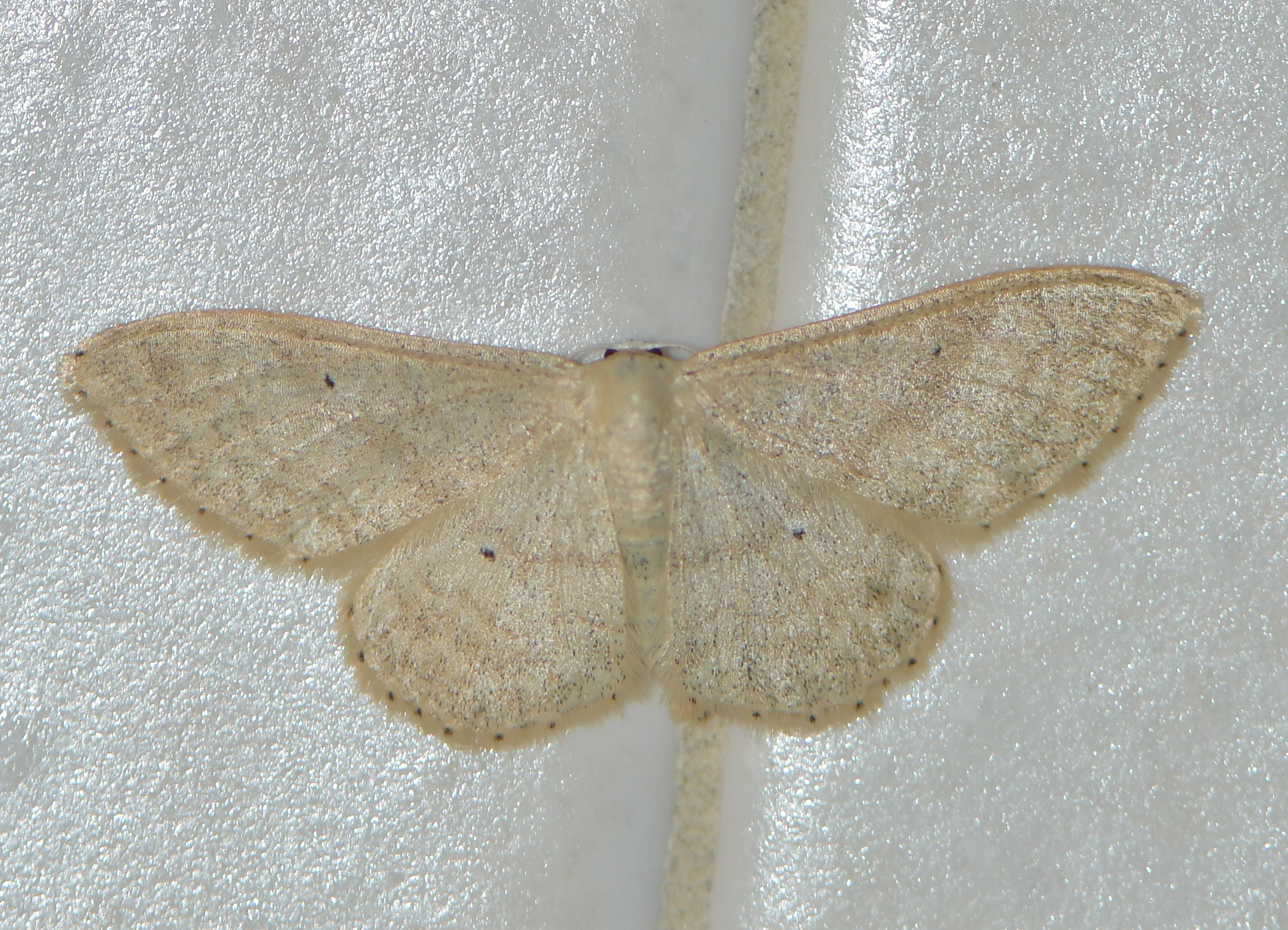 Idaea straminata